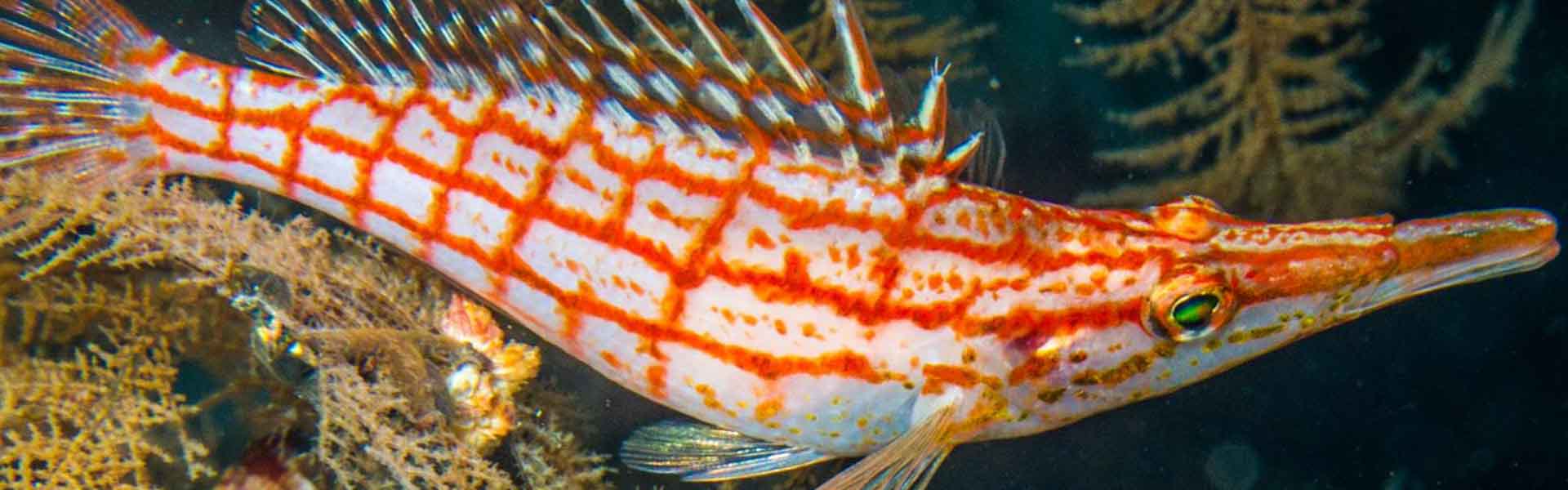 The Motionless Hawkfish